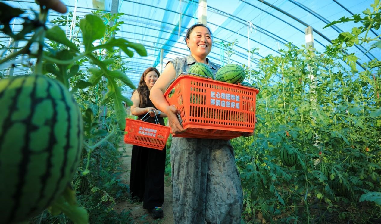 Wudi County, Binzhou Organic Watermelons Sweeten Visitors’ Trips and Boost Farmers’ Incomes